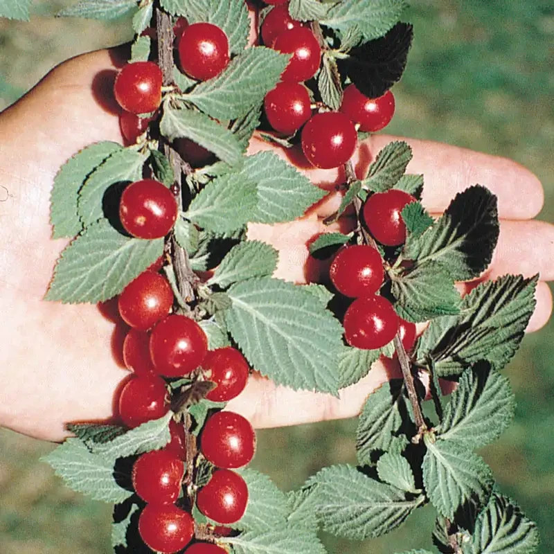 2 Nanking Bush Chery. 8-12 inches tall bare roots actively growing bush.