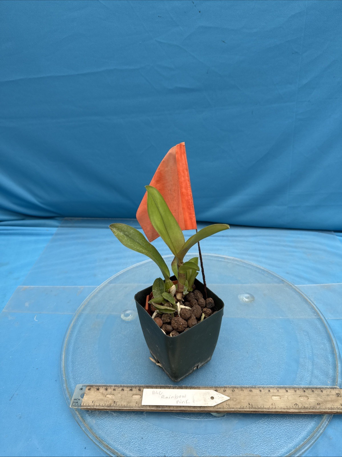 Rlc Rainbow Pink Yellow White Fragrant Mericlone Orchid Hybrid 4” Pot