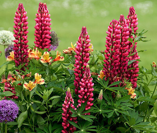 LUPINE RUSSEL RED PERENNIAL Lupinus Polyphyllus Russell – 5,000 Bulk Seeds