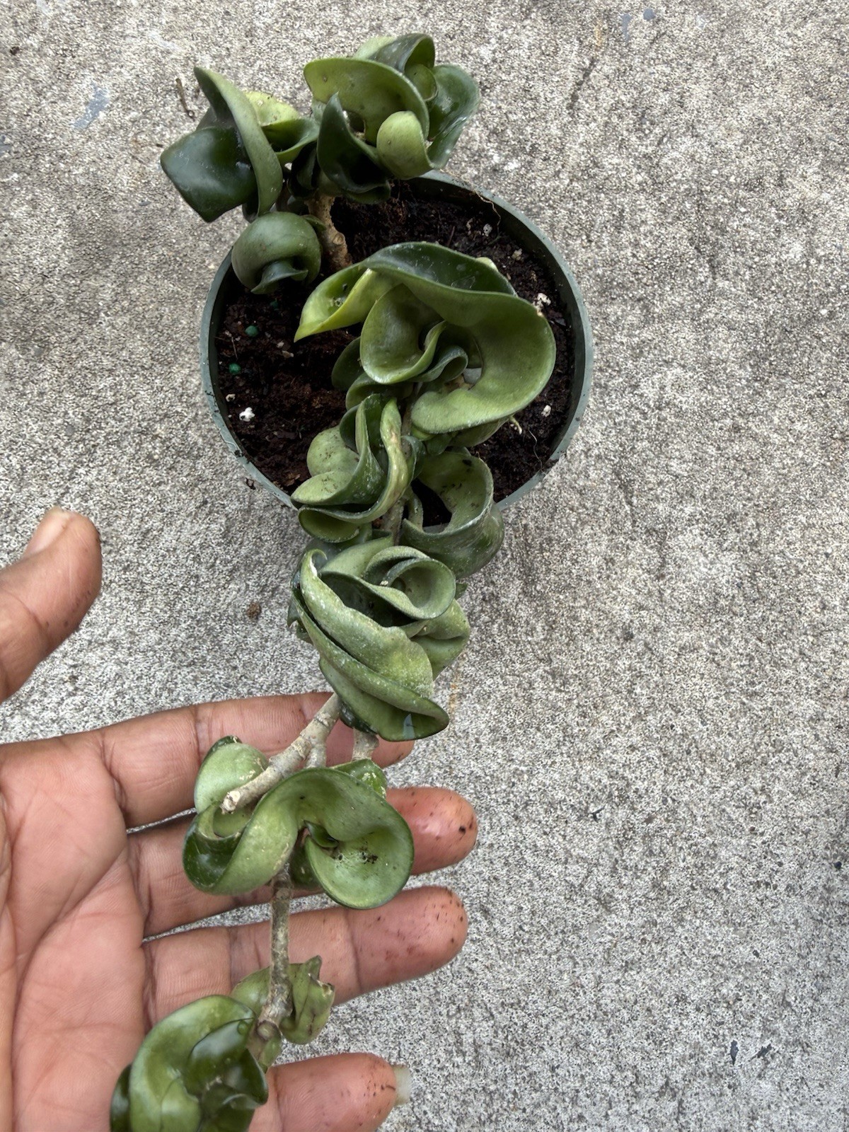Hoya Indu Rope Plant Well Rooted Plant