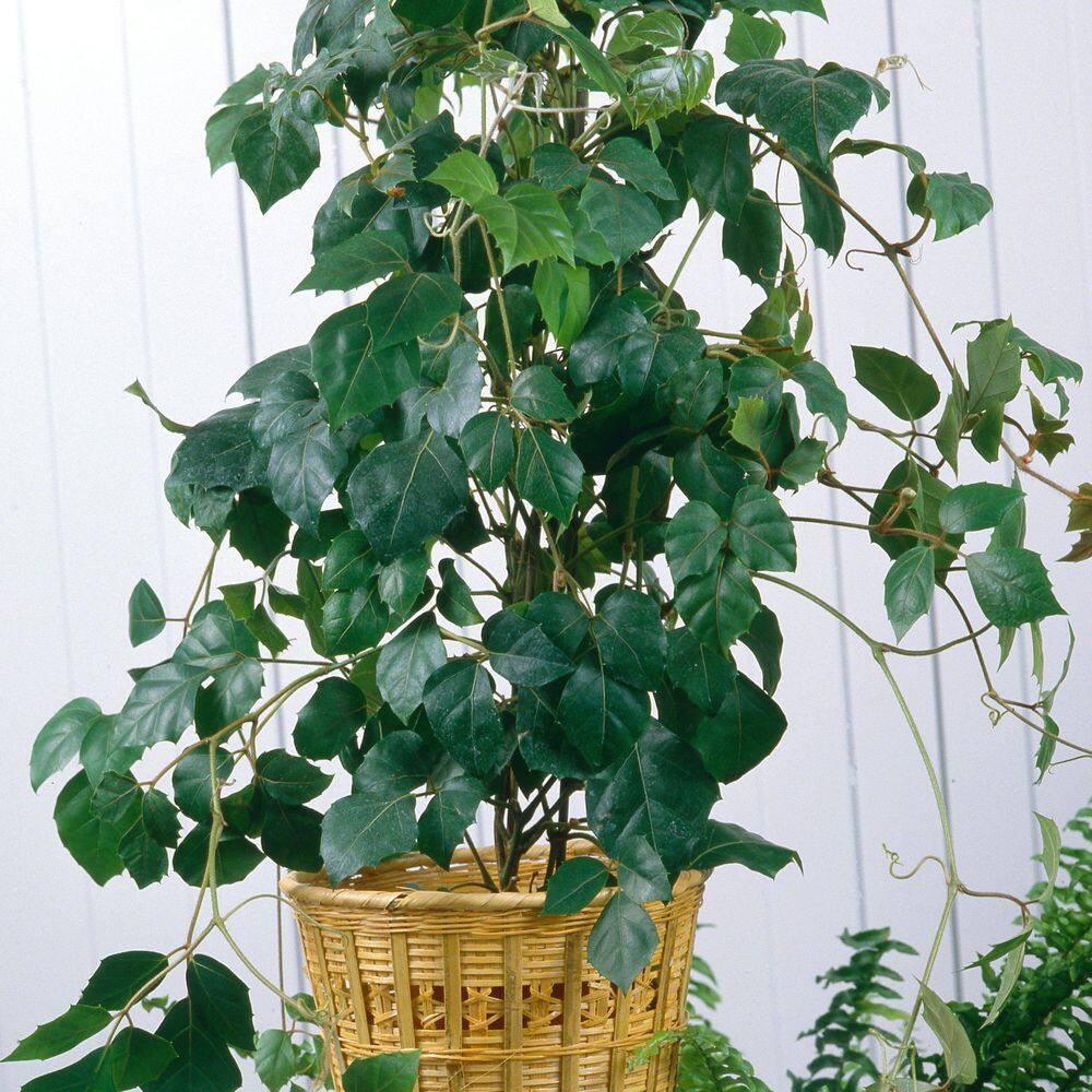 6 In. Cissus Rhombifolia Grape Leaf Plant in Grower Container