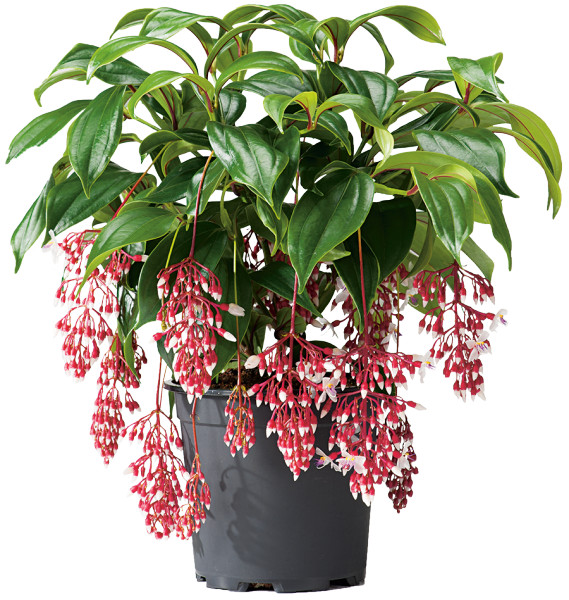 Florinilla “MAGIC” Medinilla Plant~Live Well Rooted STARTER Plant~ VERY RARE