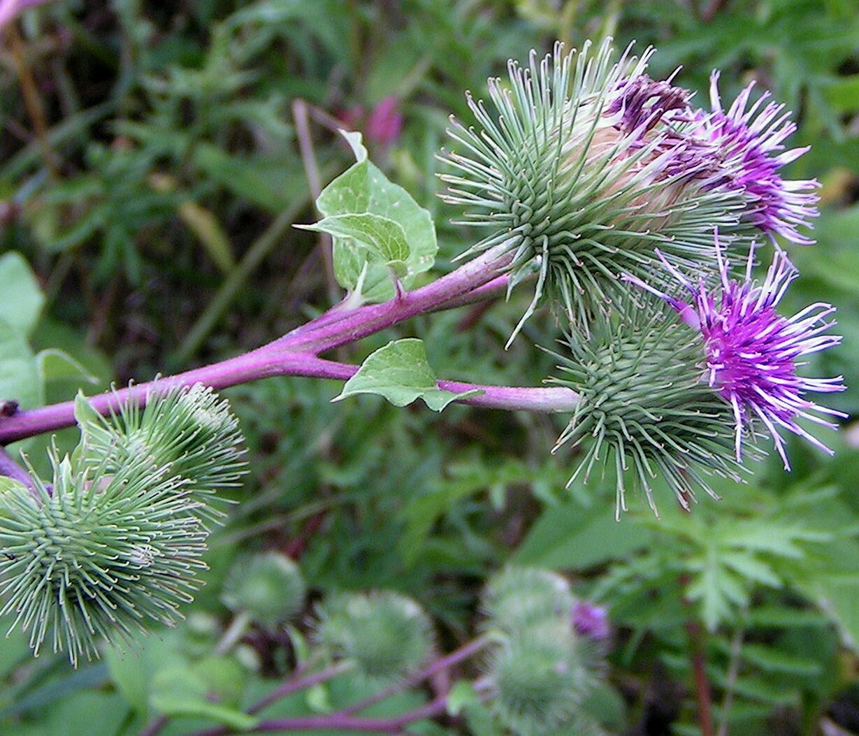 Greater Burdock Wildflower ~ 25 seeds ~ Arctium lappa – Free US Shipping.