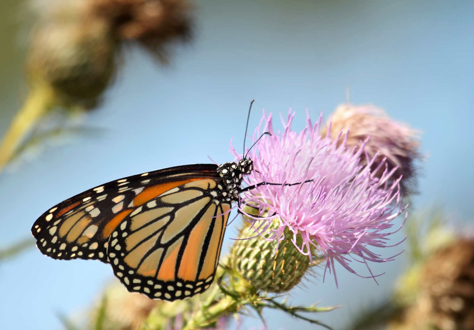 100 ORGANIC Blessed MILK THISTLE Silybum Marianum Hummingbird Purple Flower Seed