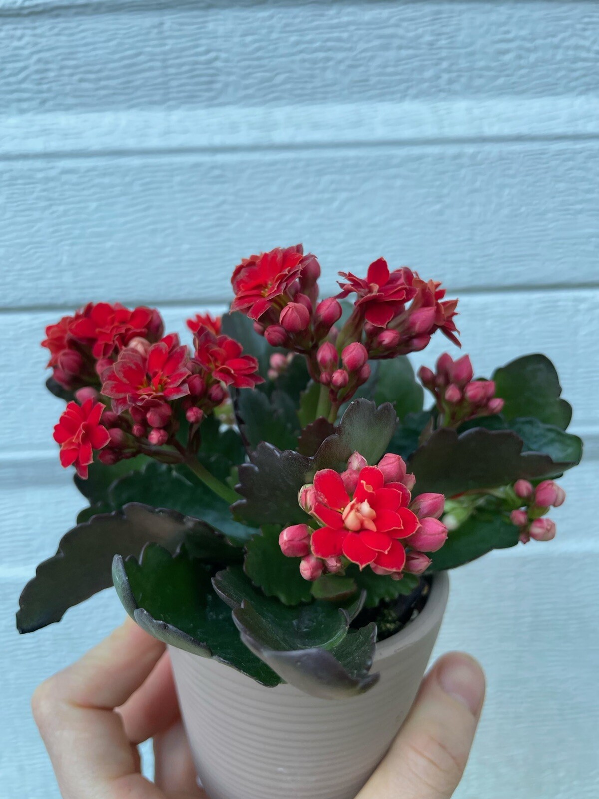 Assorted colors Florist Kalanchoe live plant well rooted Calandiva Plants