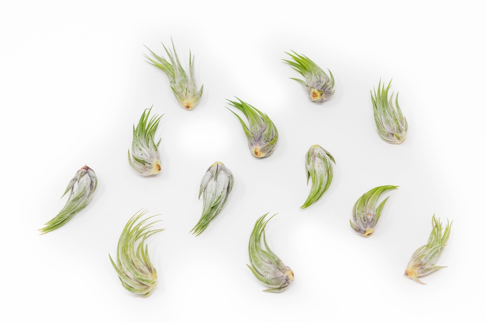 Assorted Tillandsia Scaposa/Kolbii Air Plants – Live Indoor/Outdoor Decor