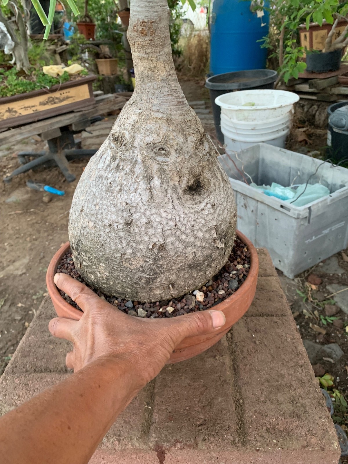 Old Ponytail Palm Bonsai Tree !