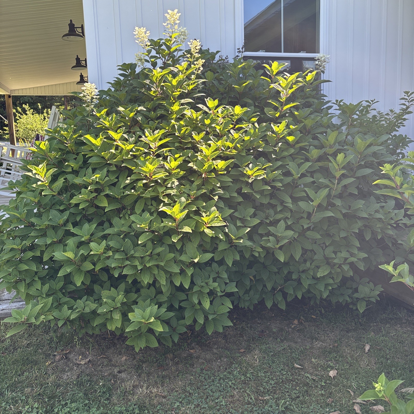 Pinky Winky® Hydrangea – Live Plant – 6-12″Tall – bareroot, No Ship AK, HI, PR