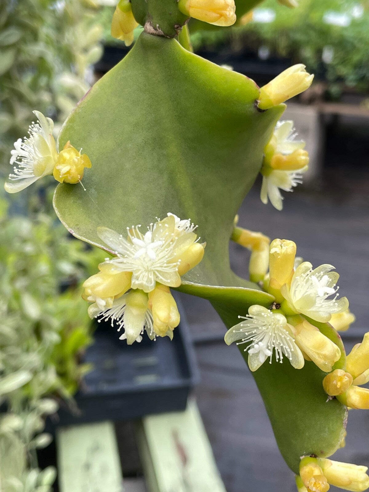 Rhipsalis Oblonga Cactus Ready For Hanging Basket – Well-Rooted In 3.5″ Pot!