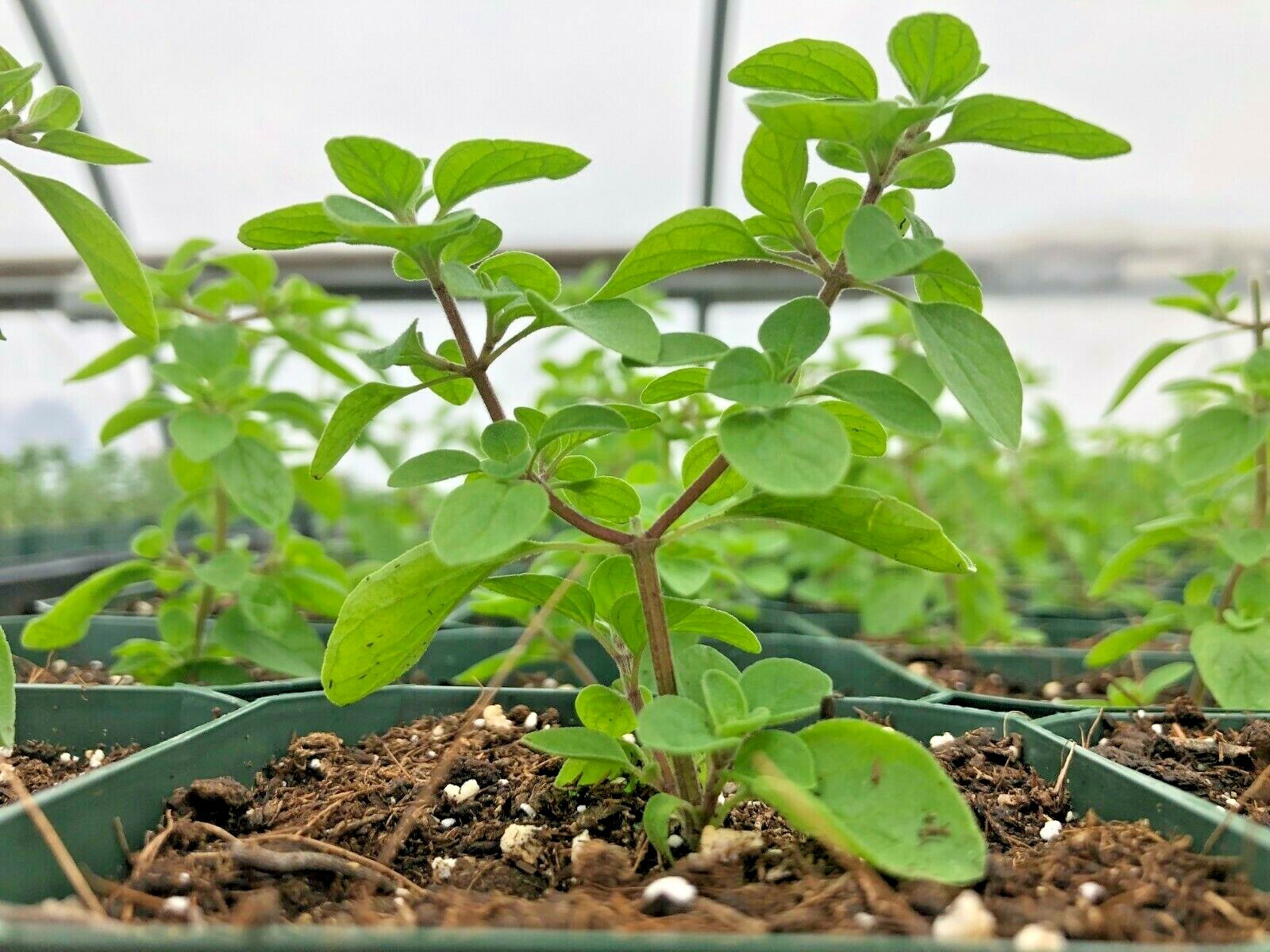 1001+SWEET MARJORAM Seeds Organic Herb Garden Indoor Container Groundcover Easy