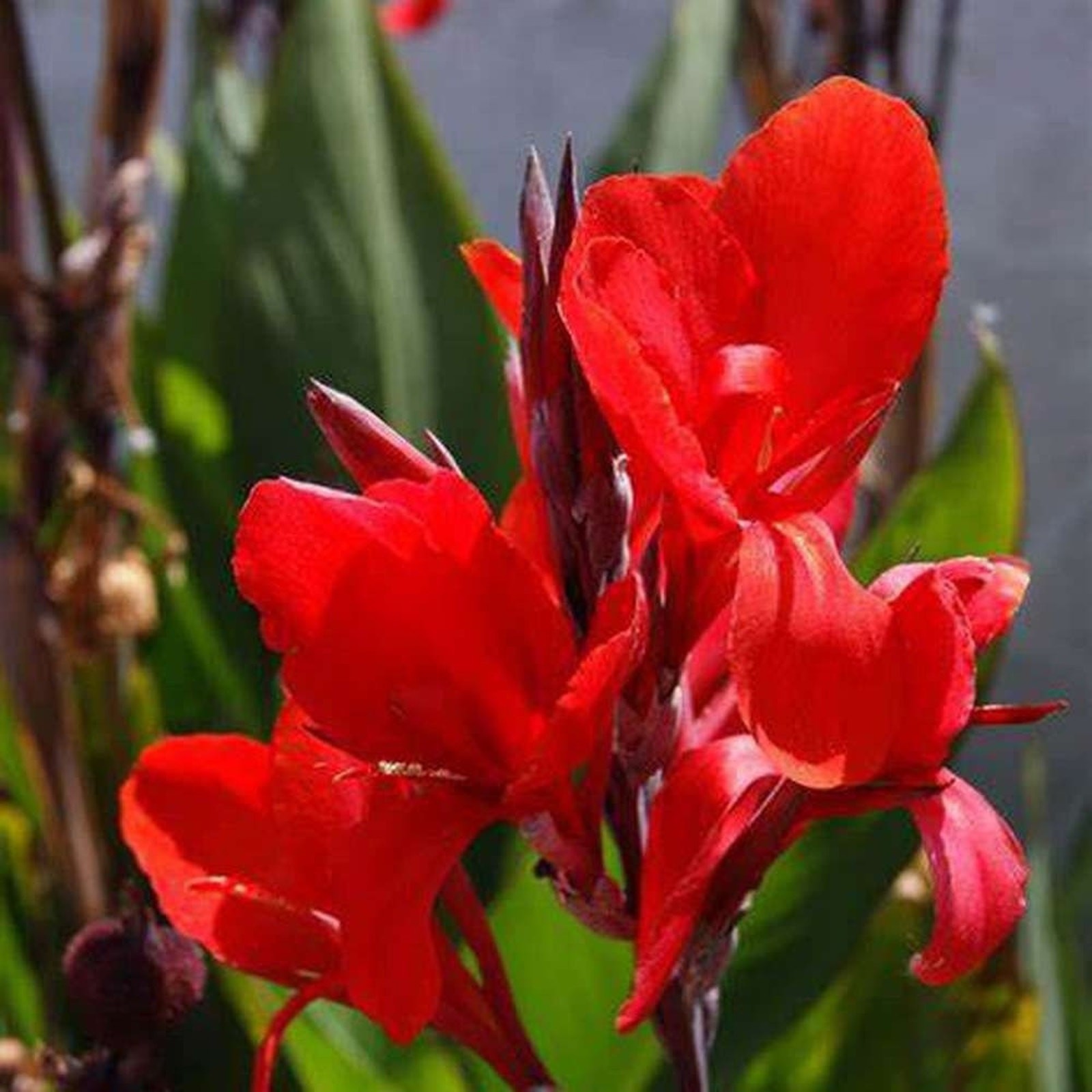 Canna Tall Tropicanna Black Lily Bulbs Red Flowering Baring Root For Planting