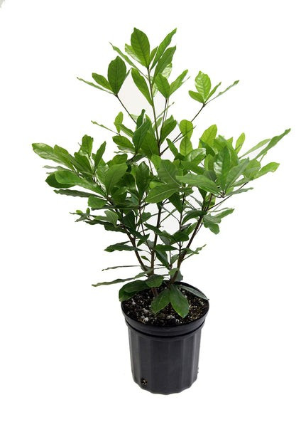 Miracle Berry Bush – 14″-24″ Tall – Mature Fruiting Plant