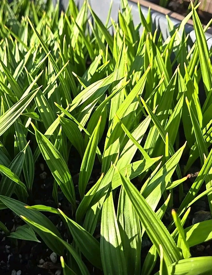 5 Saplings, Washingtonia Hybrid Filifera/Robusta Fan Palm, Live Plants, RARE 7+”