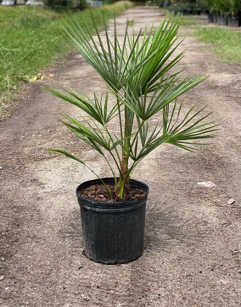 Trachycarpus Fortunei Palm Tree, Cold Hardy to -15C/5F! “Windmill Palm”