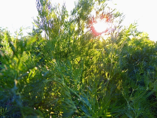 Dill Seed: Long Island Mammoth Dill Seeds Fresh Seed