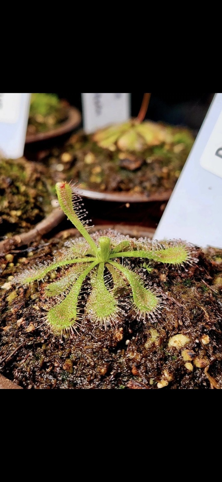 CARNIVOROUS PLANT 4 PACK- LIVE-DSCI (Sundews And VenusFlytrap)