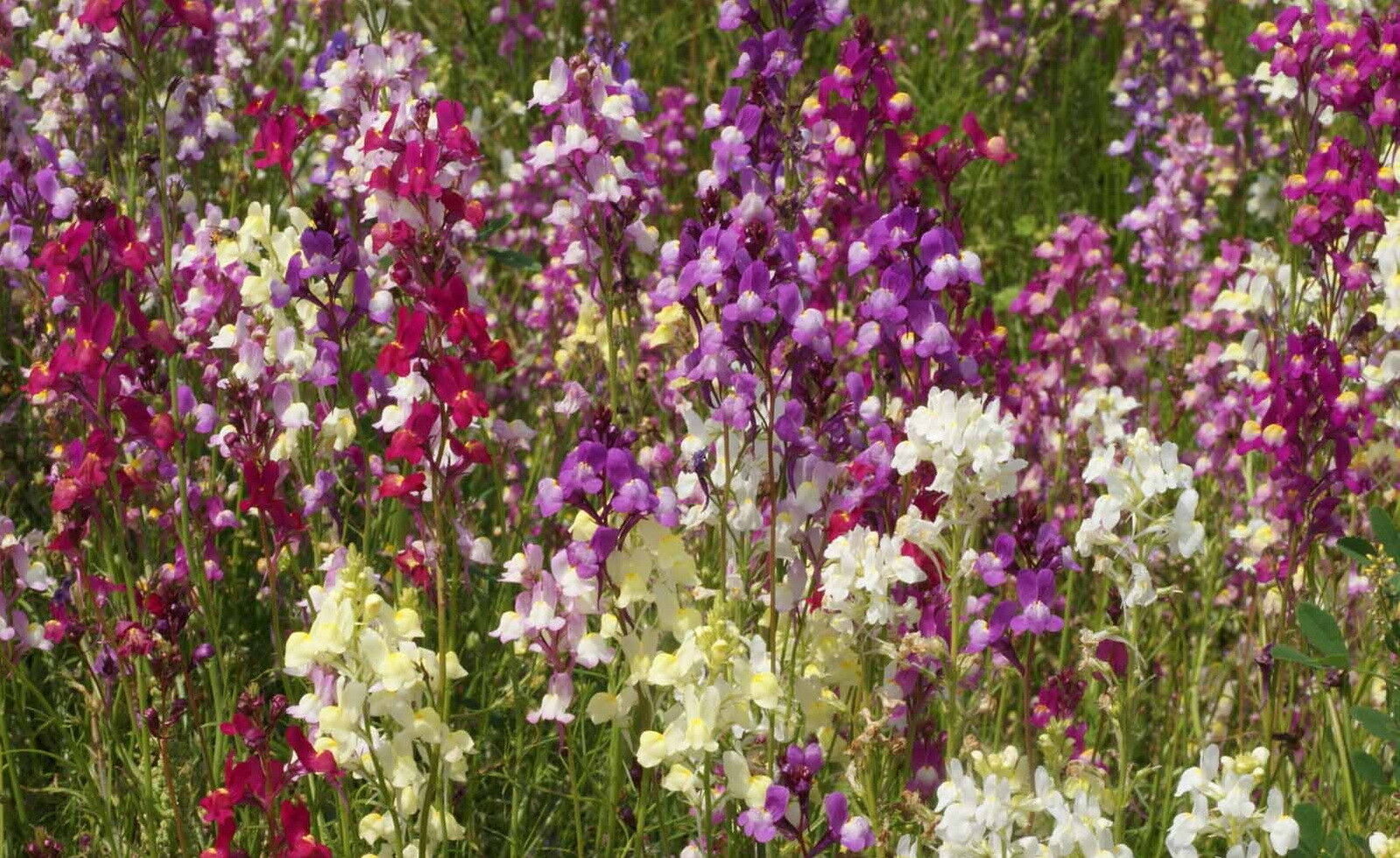 Spurred Snapdragon Flower Seeds, Northern Lights, Linaria Maroccana, FREE SHIP