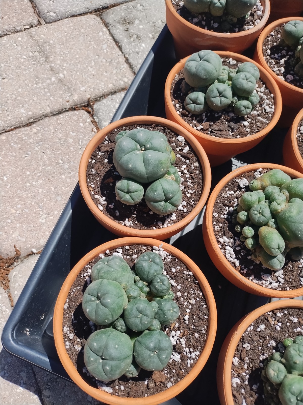 Rare Seed Grown Cactus Clusters 2.75-3.5in Diameter