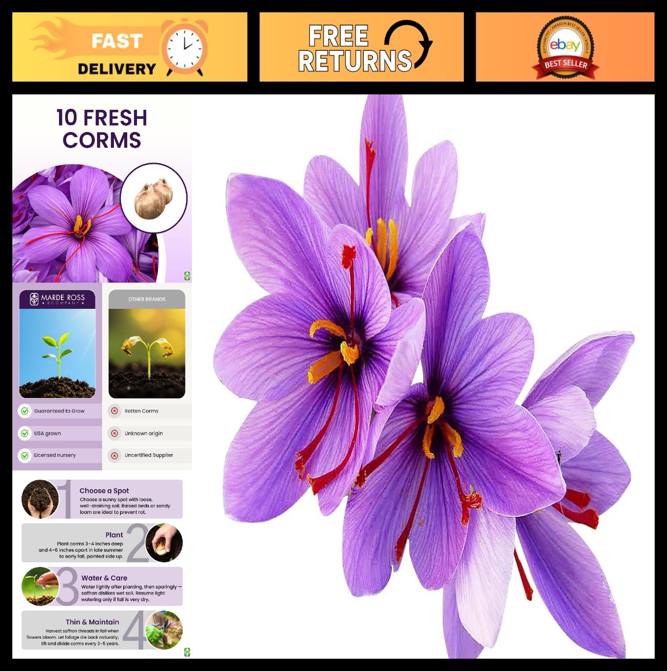10 Large Saffron Crocus Corms for Planting – Purple Blooms, Perennial Bulbs for