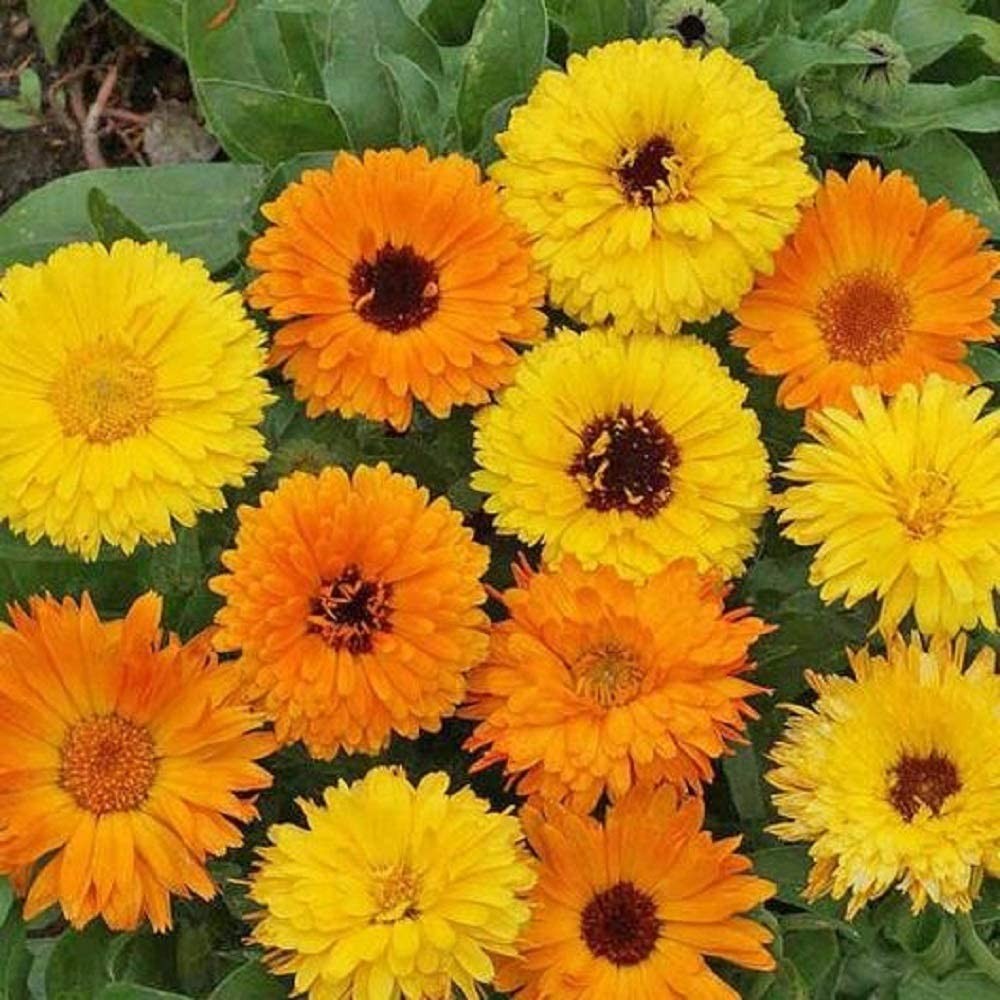 Pacific Beauty Mix Calendula Seeds | Orange Yellow Flower Pot Marigold Seed 2024