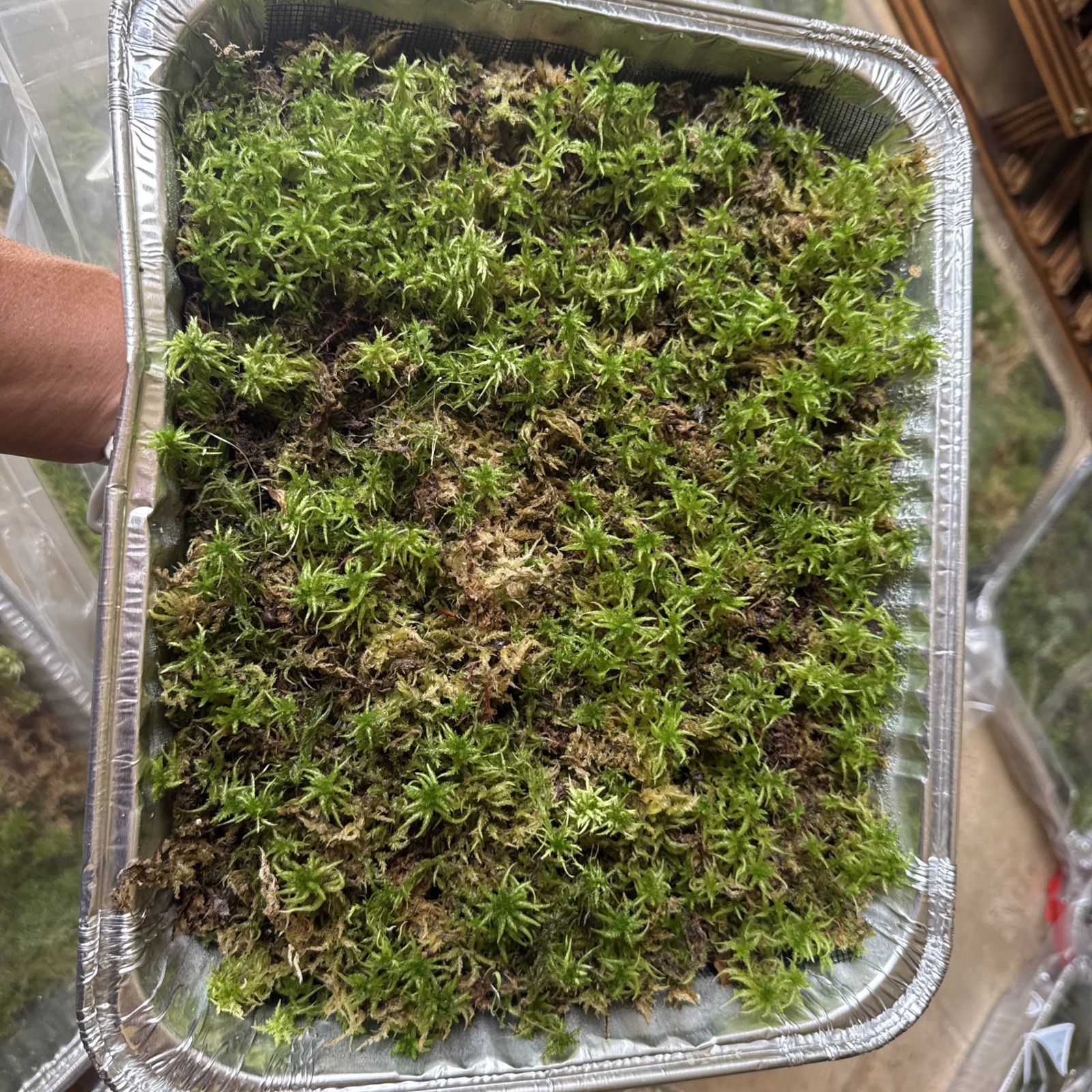 One Tray Live Long Fiber Organic Sphagnum Moss Orchids Carnivorous Plants