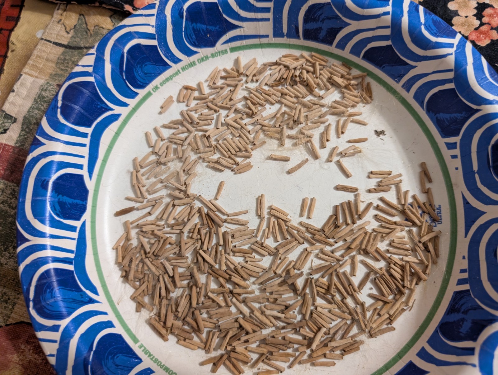 20 Desert Rose Seeds, Adenium obesum and Adenium arabicum