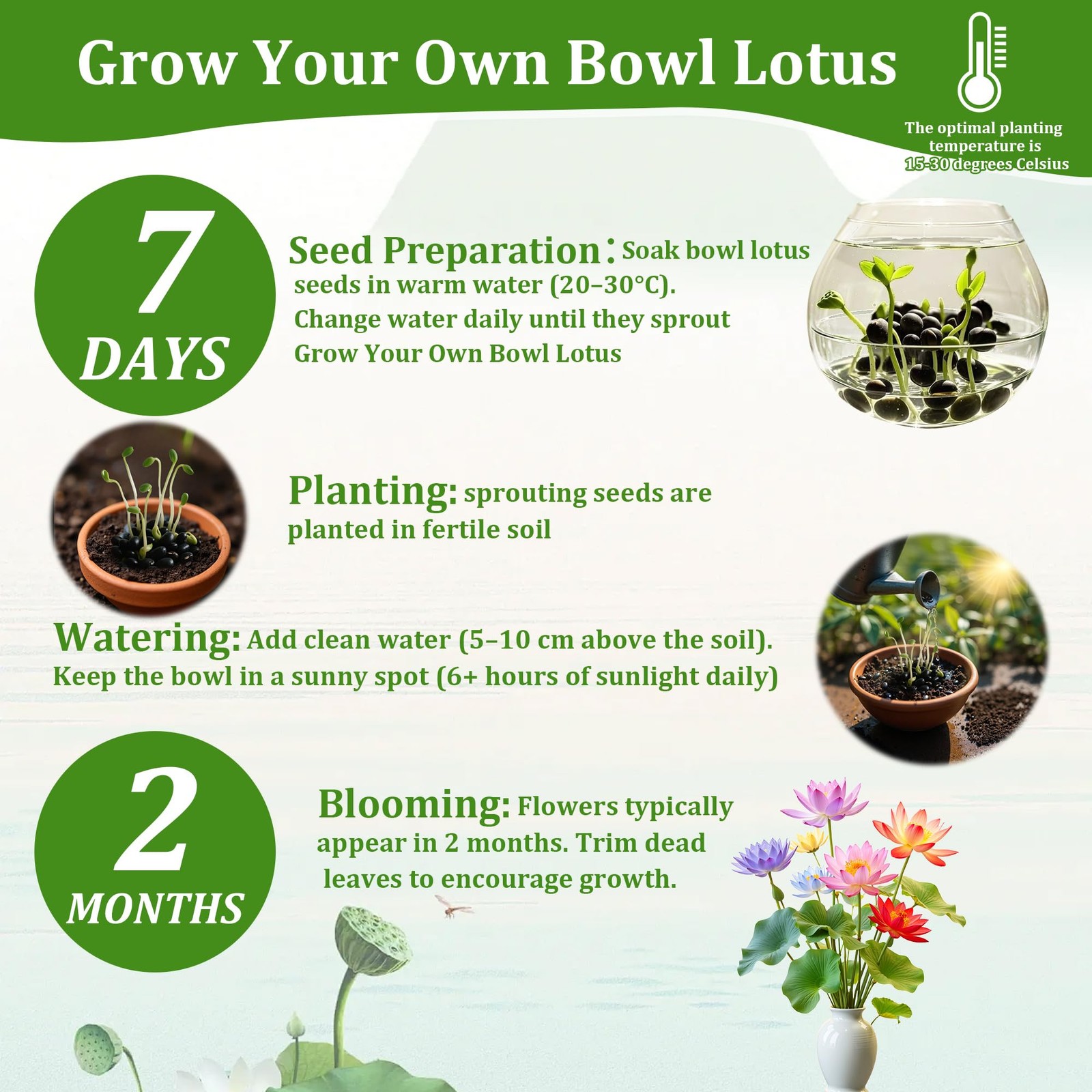 160Pcs Mixed Lotus Seeds for Planting in Water, Colorful Bowl 160, Mix color
