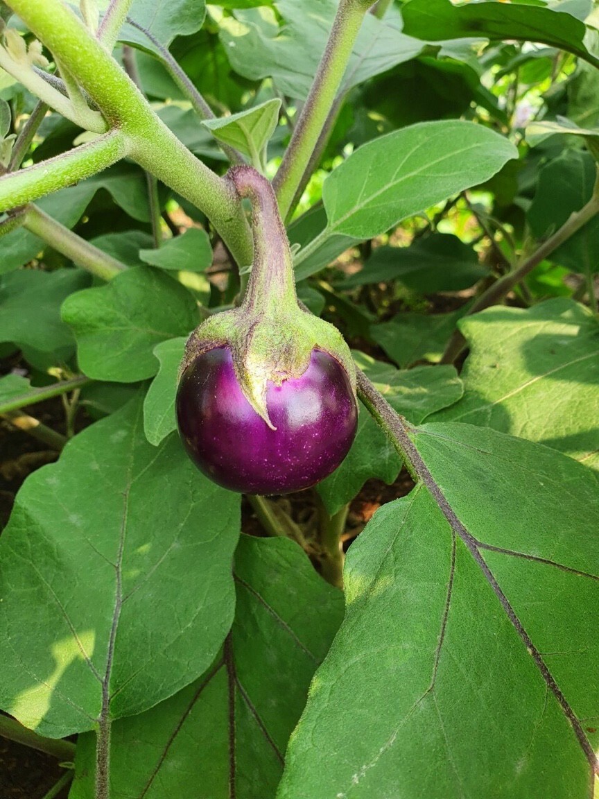 100+ PCS ROUND MINI PURPLE EGGPLANT SEEDS, HẠT CÀ PHÁO TÍM