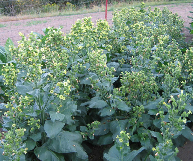 1000 Sacred Wyandot Rustica Tobacco Seeds – Nicotiana – Sacred Tobacco