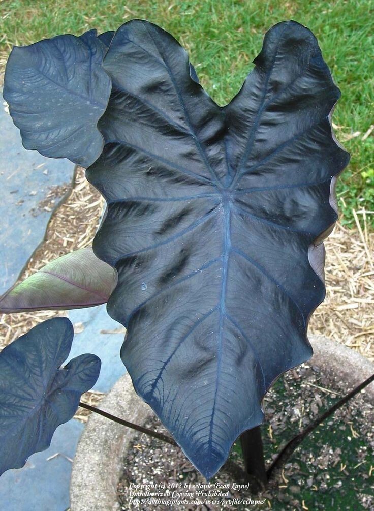 Black Coral – Colocasia esculenta- Elephant Ear – SMALL ROOTED STARTER Plant