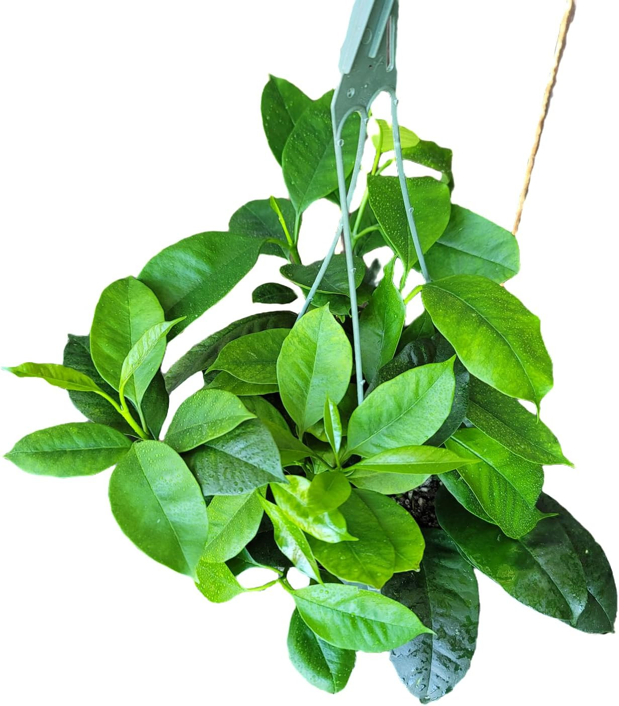 Hoya Shooting Star – Hoya Multiflora – Hoya Plants Live Houseplants – Stunning S