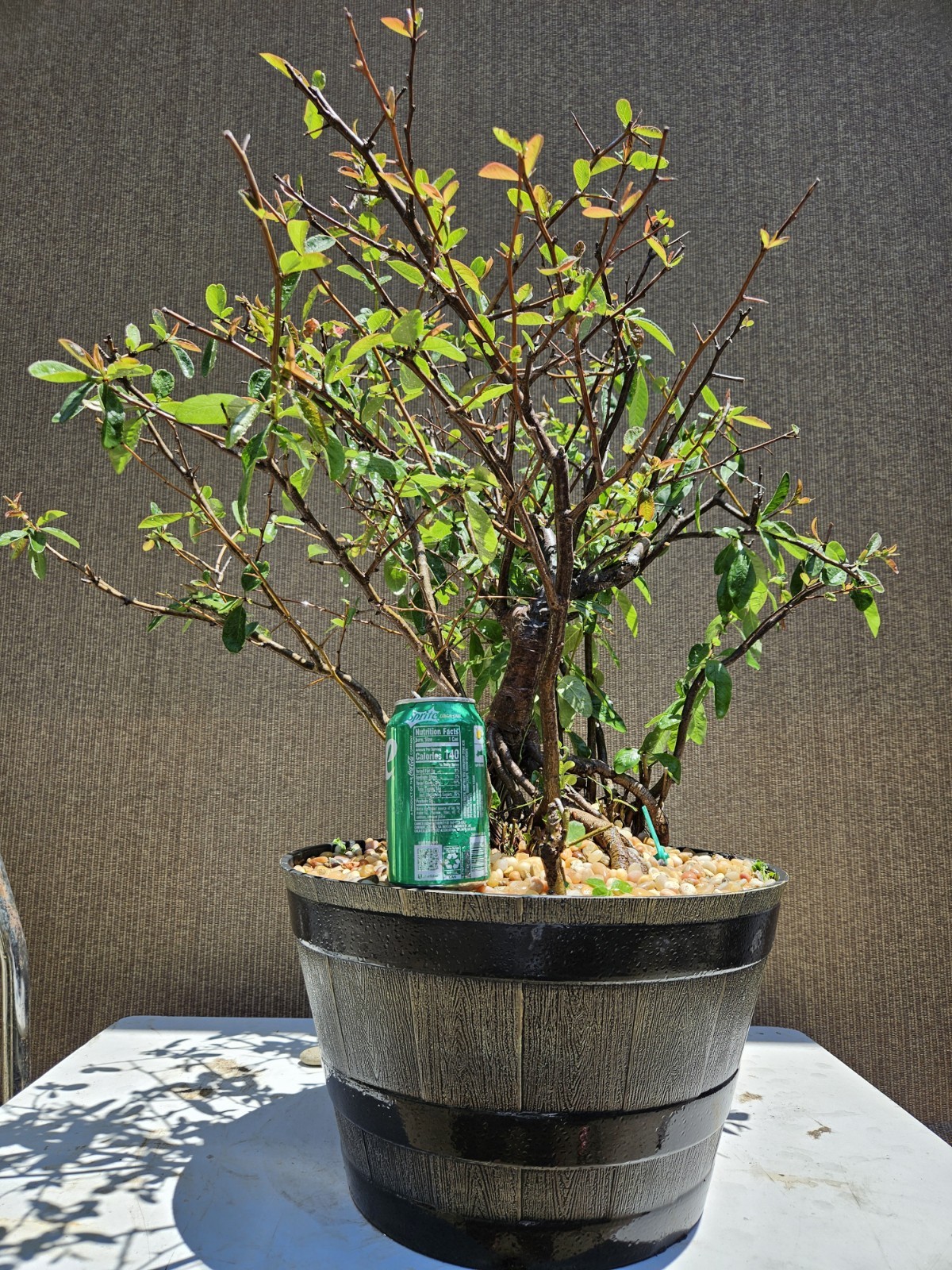 Old Japanese Flowering Quince ( Toyo- Nishiki -Quince ) Bonsai Tree,,, SALE