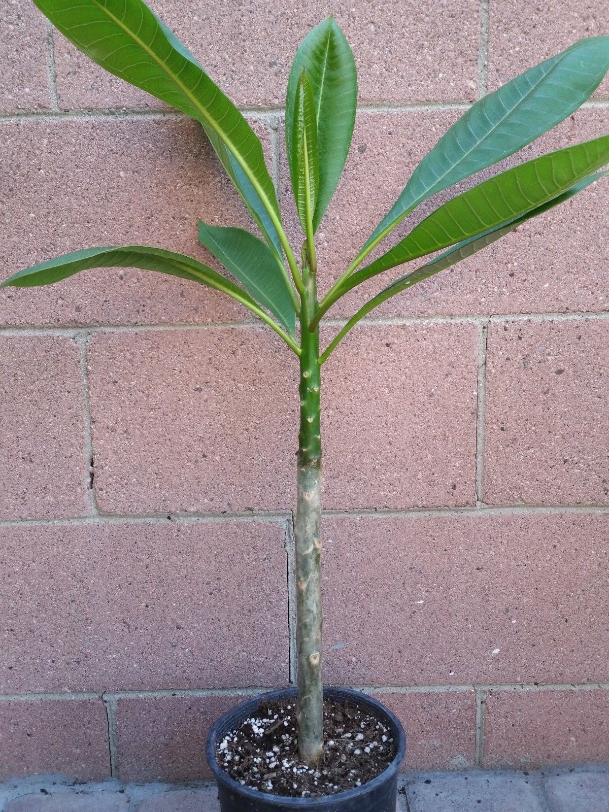 ROOTED PINK PLUMERIA PLANT (KANEOHE SUNSET)