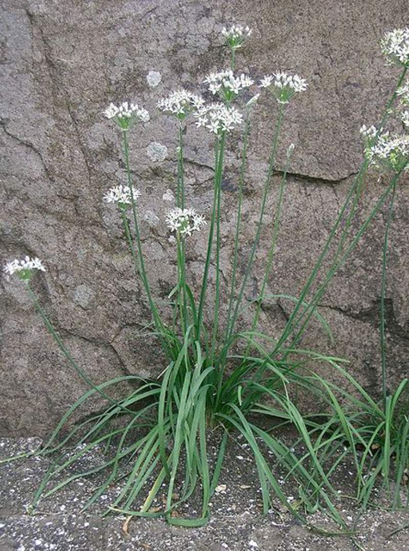 250 Garlic Chives Seeds Garden Herb Heirloom