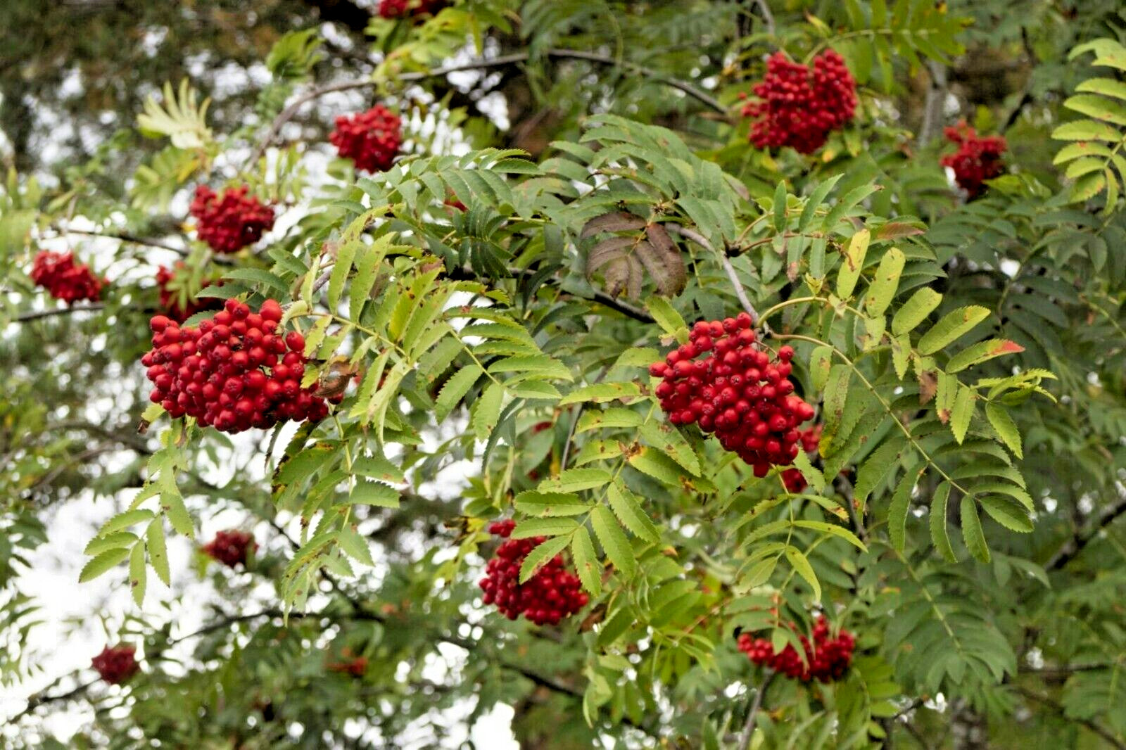 10 EUROPEAN MOUNTAIN ASH SEEDS – Sorbus aucuparia