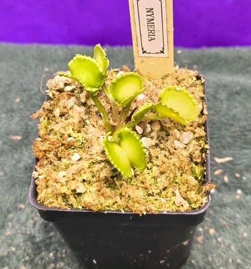 Venus Flytrap NYMERIA Young Division Carnivorous Plant