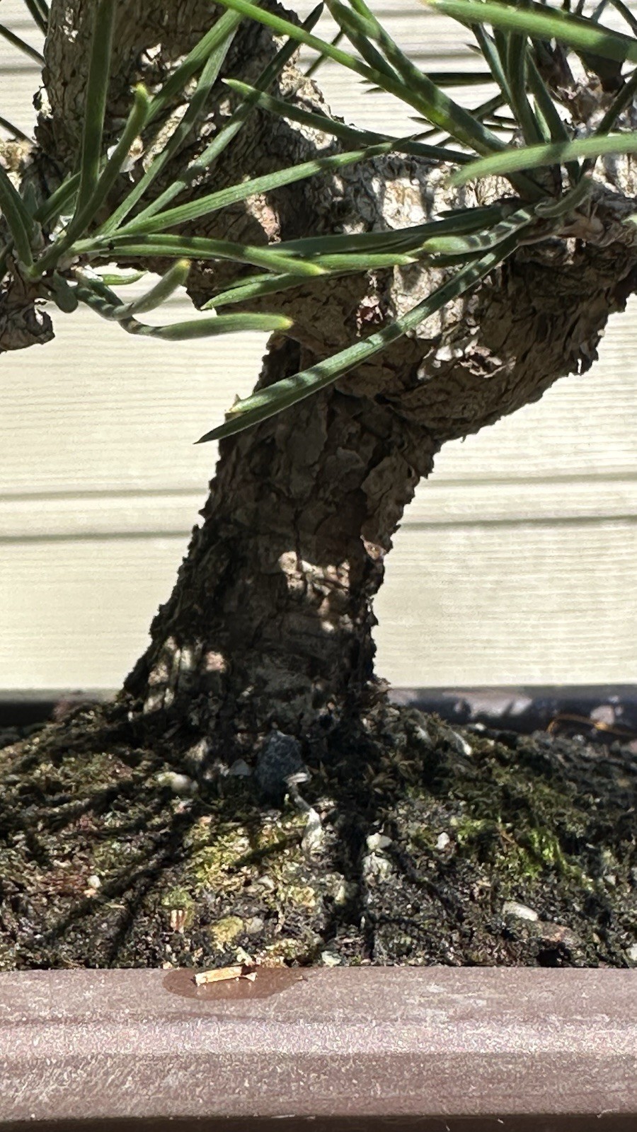 Japanese Shohin black Pine Informal Upright Style, 15 Year Old