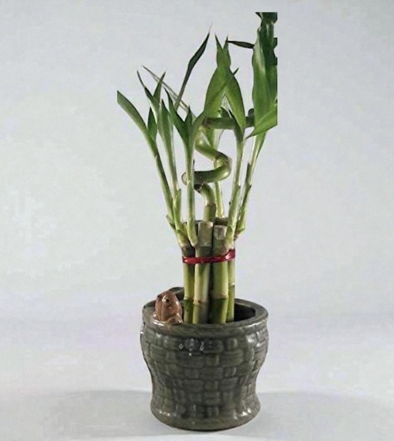 Lucky Bamboo Live Plant 7Tips Spiral And Straight & Ceramic Frog Vase Great Gift