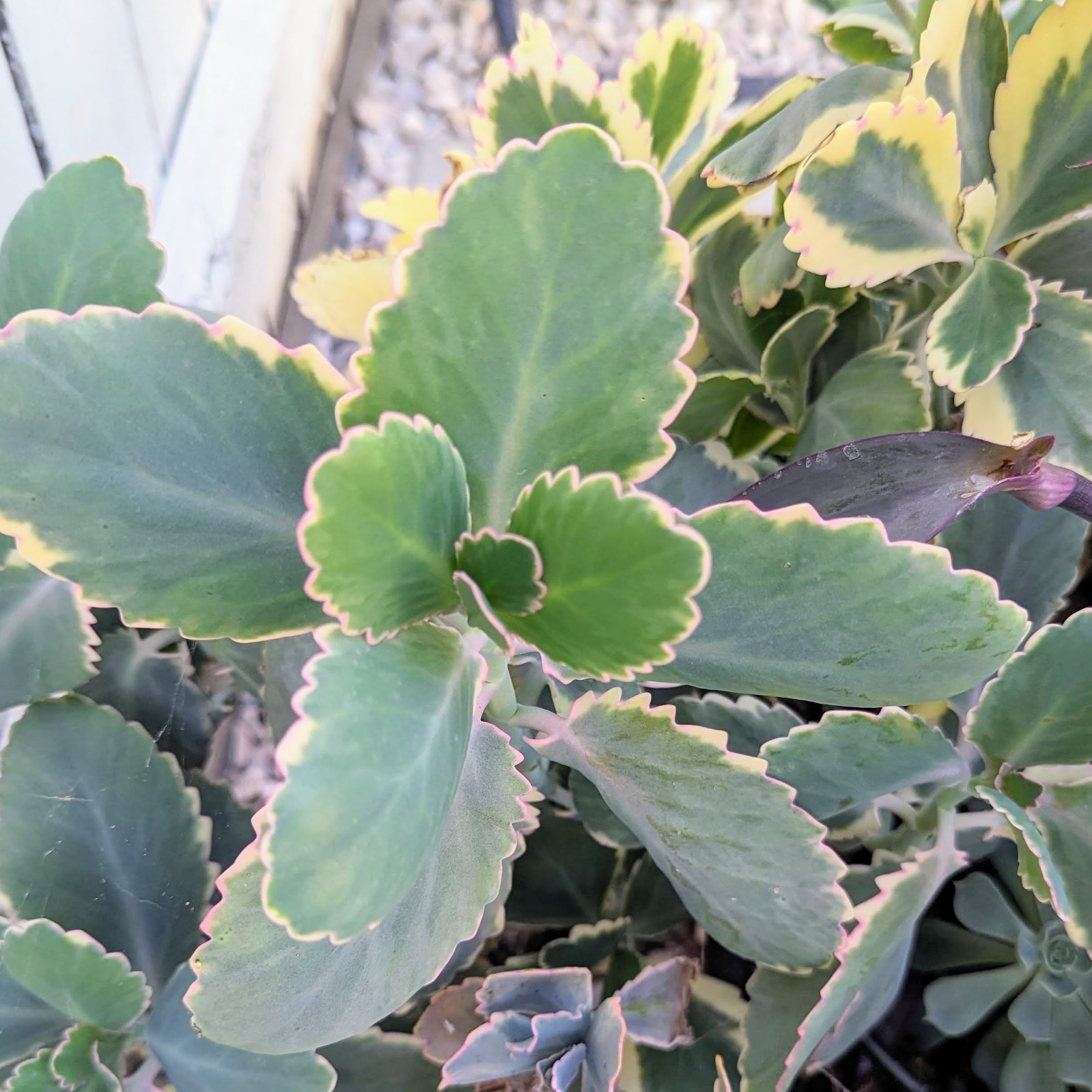 Kalanchoe Fedtschenkoi/ Lavender Scallops Oval Blue Green Leaves with Pink Edges