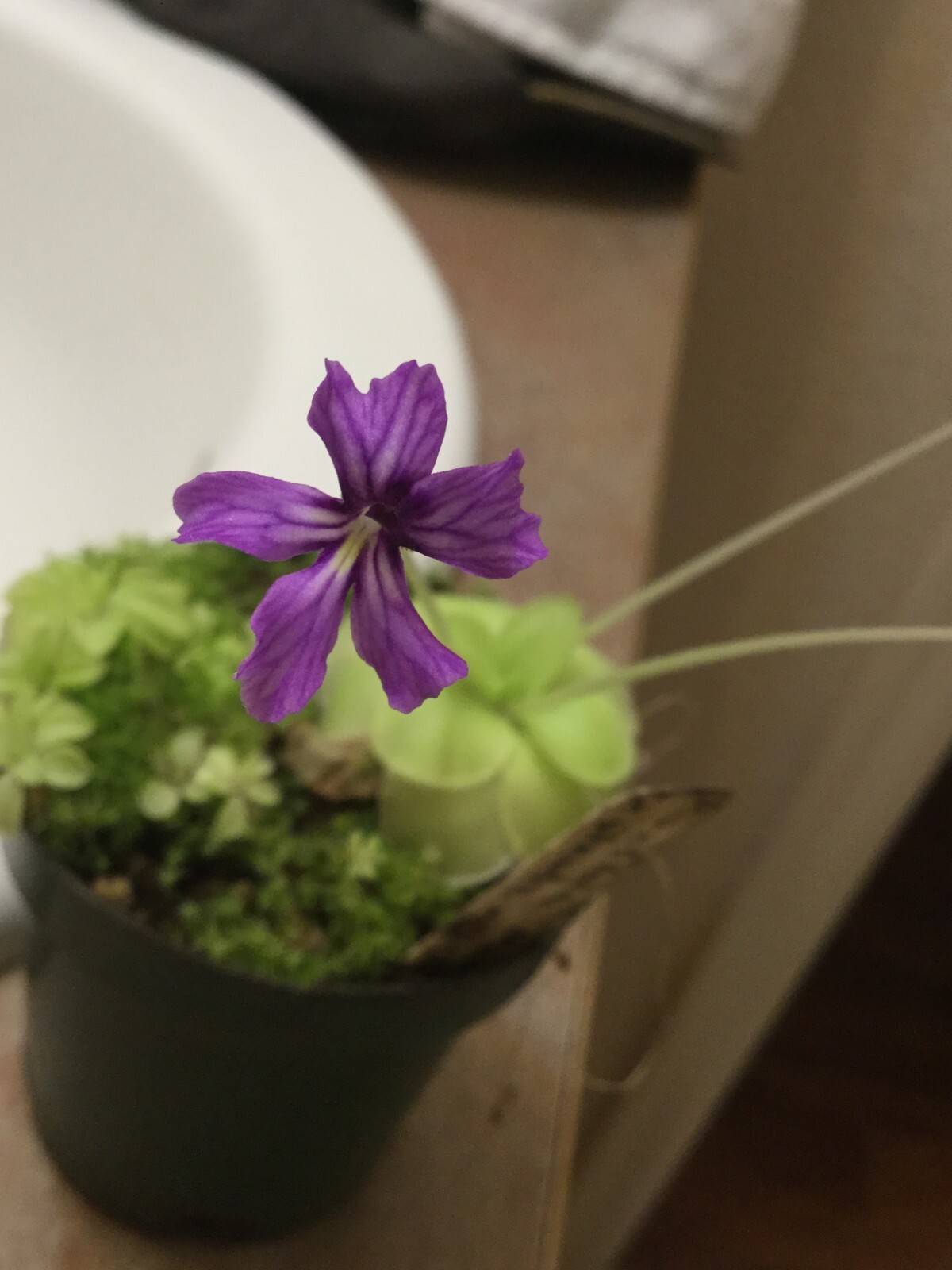 Pinguicula moranensis ‘Huahuapan’ x emarginata, HC D, Carnivorous Butterwort