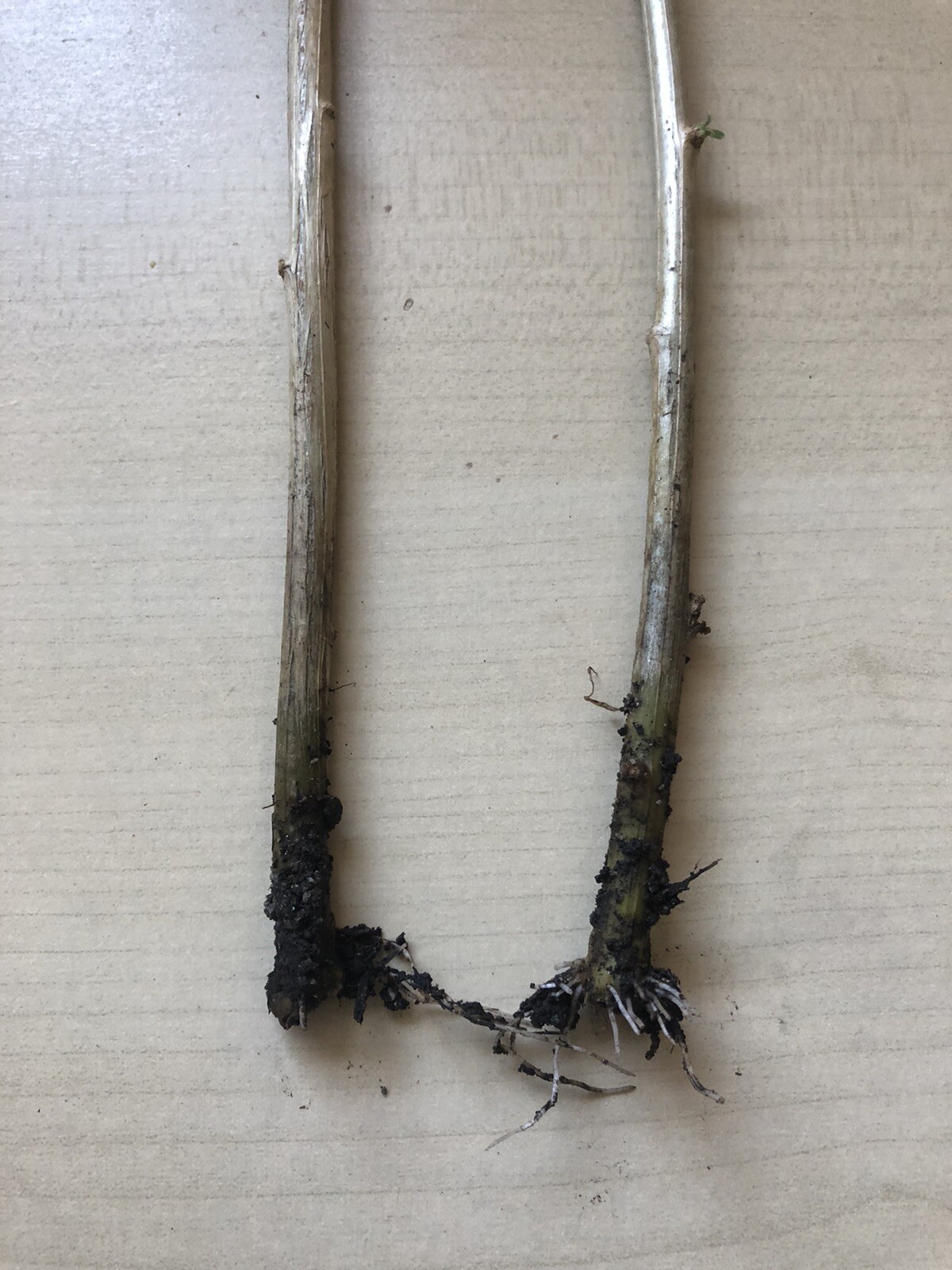 Rooted Goji Berry 2 Fresh Cutting Bare Root Live Plant Ready To Plant