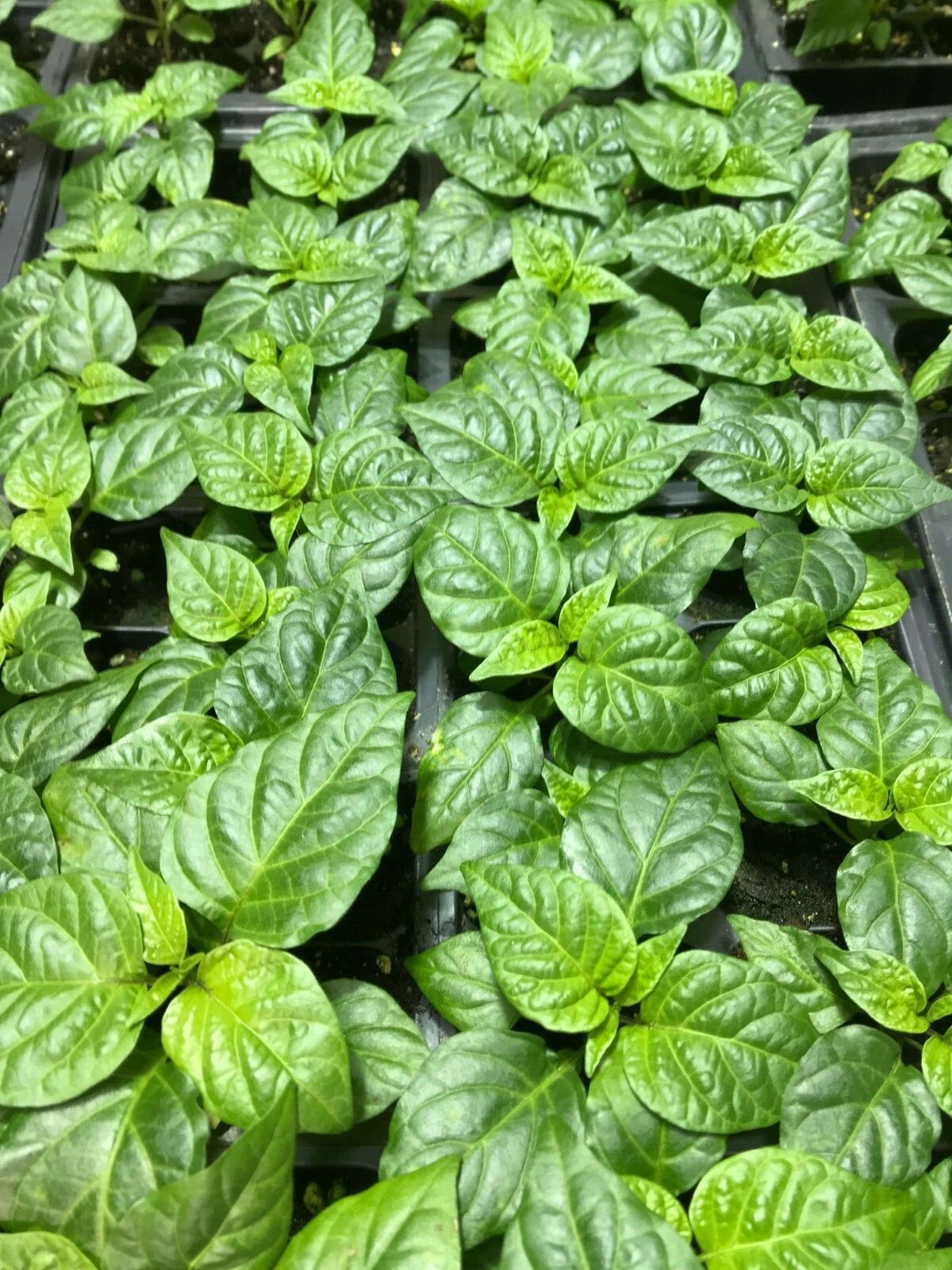 Lot of 3 (75+ DAYS OLD) CAROLINA REAPER Super Hot Pepper LIVE PLANTS
