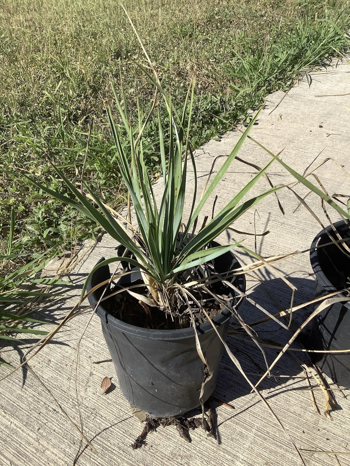6inch Tall Blue Yucca Rostrata Palm Trees Plant Small Live Plants