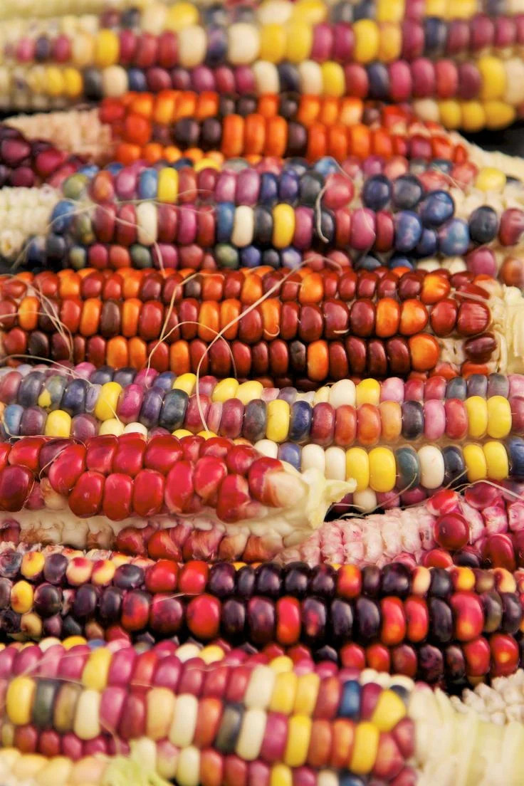 Painted Mountain Ornamental Corn Seeds (Organic) | Rainbow Indian Dent Seed 2024