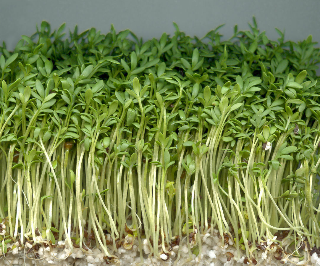 3000 Curled Garden Cress Seeds Non-GMO Heirloom | USA Seller