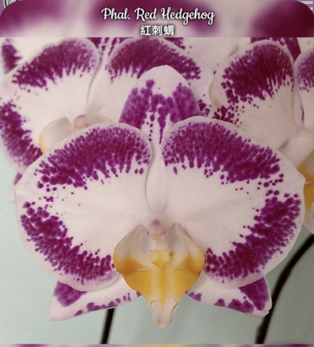 Phal. Red Hedgehog, Mericlone, Blooming Size, FREE Shipping
