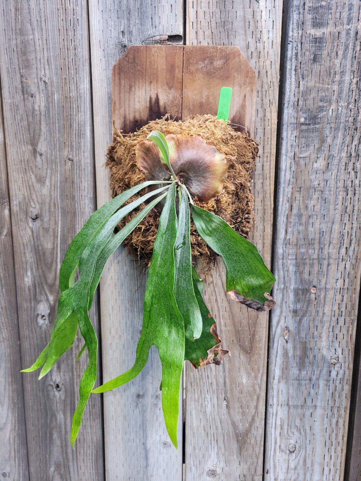 Mounted and established Platycerium mt lewis/ venosa cultivar 12 x 8 in mount