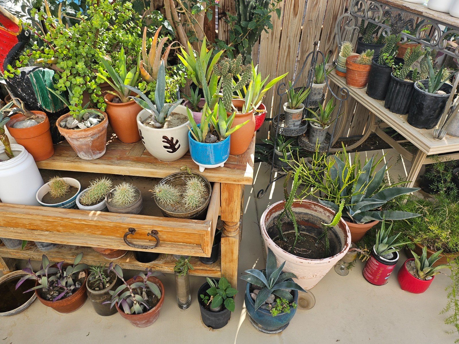 Cactus / Succulents / Agave / Firesticks / Pencils Sticks / Fox Tail!!