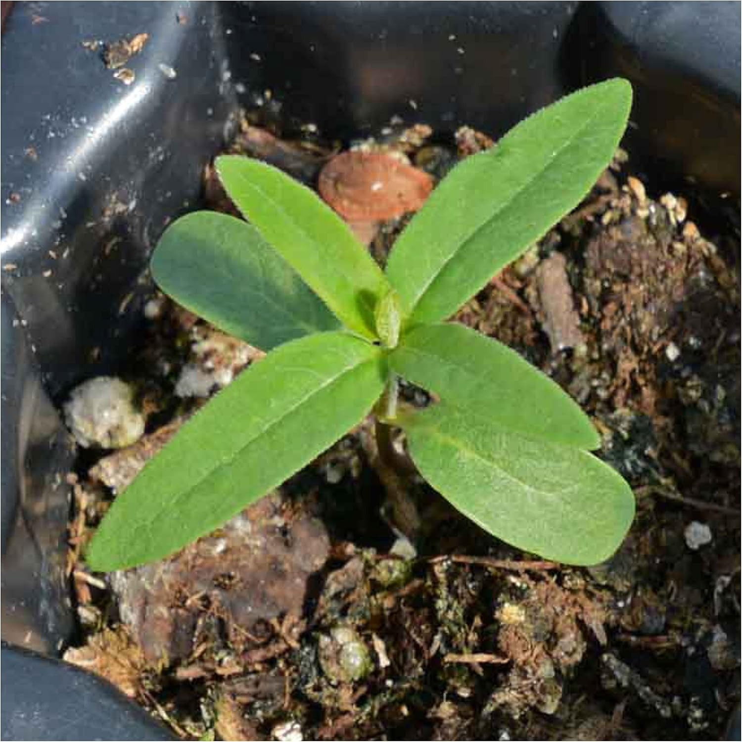 Common Asclepias Syriaca Milkweed Seeds – 1 Pack for Perennial Butterfly Blooms