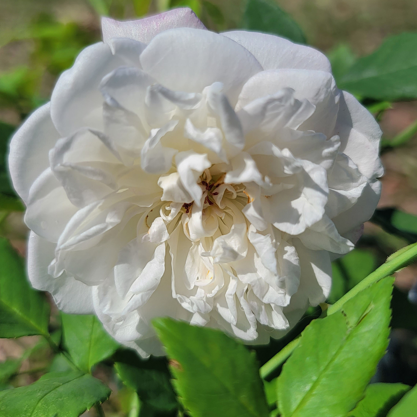 SMITH PARISH Yellow Heirloom Rose Live Plant White Red Stripe Bermuda Mystery